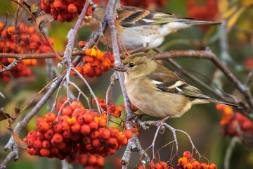 Male Brambling bird, Fringilla montifringilla, in winter plumage feeding berries
