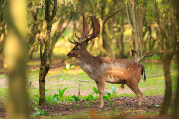 Big Fallow deer stag with large antlers walking in a forest