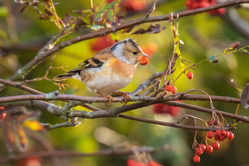 Brambling bird, Fringilla montifringilla, in winter plumage feeding berries