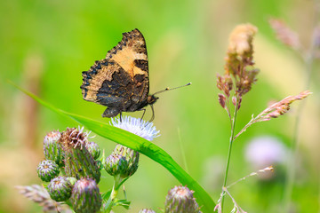 Small tortoiseshell butterfly isolated by nature