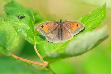 Meadow brown butterfly Maniola jurtina top view wings