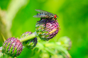 Flesh fly Sarcophagidae pollinating on pink flowers