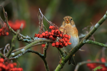 Brambling bird, Fringilla montifringilla, in winter plumage feeding berries
