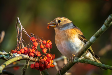 Brambling bird, Fringilla montifringilla, in winter plumage feeding berries
