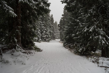 Heavy snowstorm in the fir forest. Path extending into the distance.