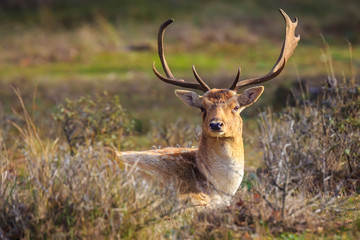 Fallow deer stag Dama Dama with big antlers resting