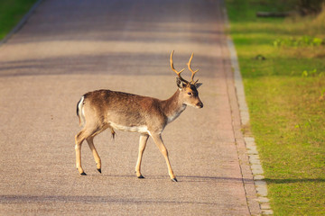 Fallow deer stag crossing a road