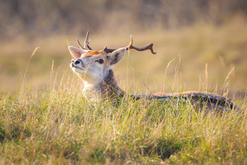 Fallow deer stag Dama Dama with big antlers resting