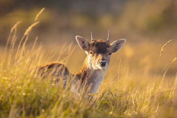 Fallow deer Dama Dama doe, hind or fawn in Autumn