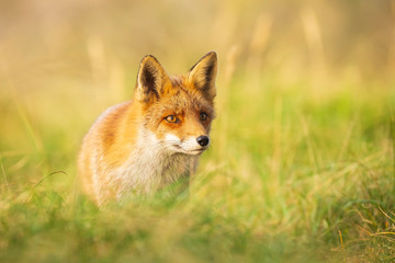 Obraz premium Wild red fox Vulpes Vulpes scavenging in a green meadow