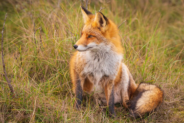 Naklejka na ściany i meble Wild red fox Vulpes Vulpes close-up