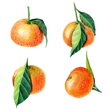 Watercolor Tangerines with leaves. Set for print design.Mandarin