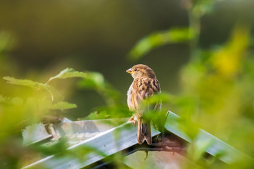 House Sparrow bird (passer domesticus) foraging in a hedge