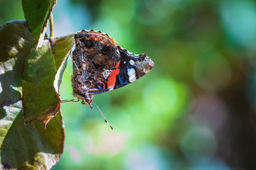 Red Admiral butterfly, Vanessa atalanta, resting