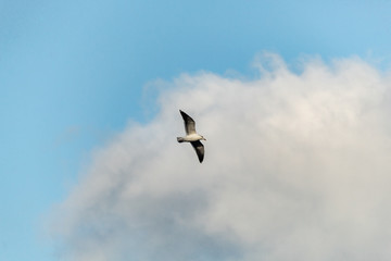 Seagull