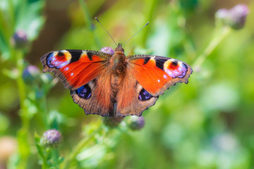 Peacock butterfly Inachis io perching, wings detail