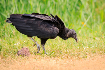 Closeup of a American black vulture Coragyps atratus walking and foraging in a green meadow