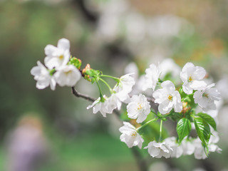 white flowers of cherry tree