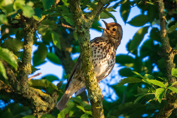 Closeup of a Song thrush Turdus philomelos bird singing in a tree