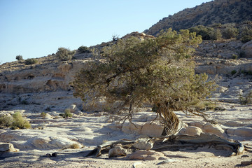 Saxaul tree on the white rock