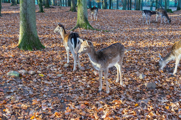 Eine Herde Rehe im herbstlichem Wald