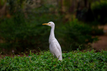 Obraz premium Cattle Egret in the garden in its natural habitat in a soft blurry background.