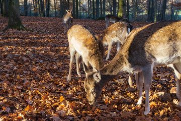 Eine Herde Rehe im herbstlichem Wald