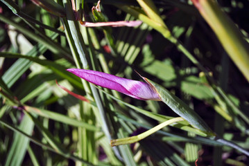 Purple flower delicate bud on green grass background