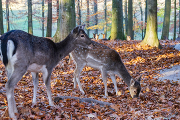 Eine Herde Rehe im herbstlichem Wald