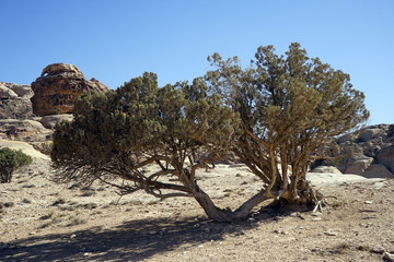 Acacia tree