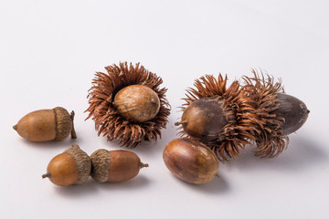 Ripe(dried) acorns isolated on a white background