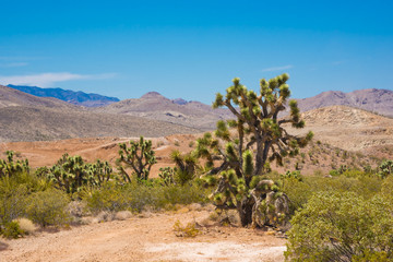Joshua tree in american southwest desert