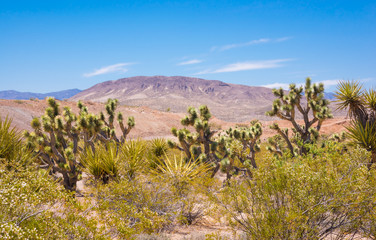 Joshua tree in american southwest desert