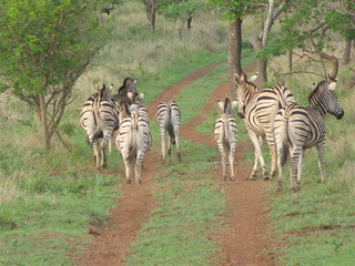 Afrika Tiere Natur