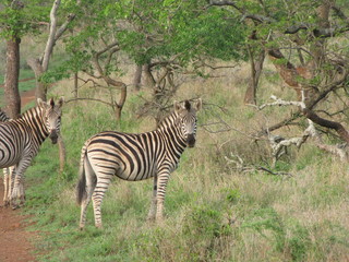 Obraz premium Afrika Tiere Natur