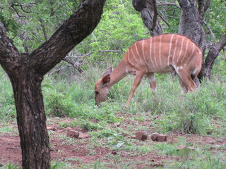 Afrika Tiere Natur
