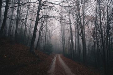 Winter Forest Background