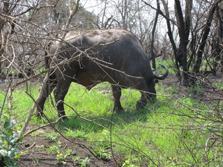 Afrika Tiere Natur