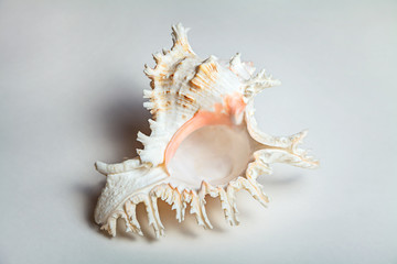 big cockleshell on white