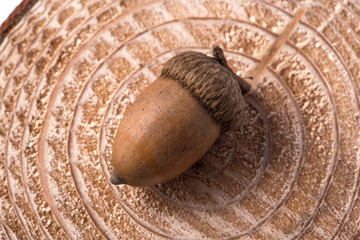 autumn acorn decorations on rustic wood(log).