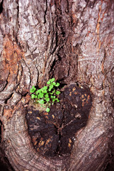 Small green plant growing on old oak trunk, natural organic background texture