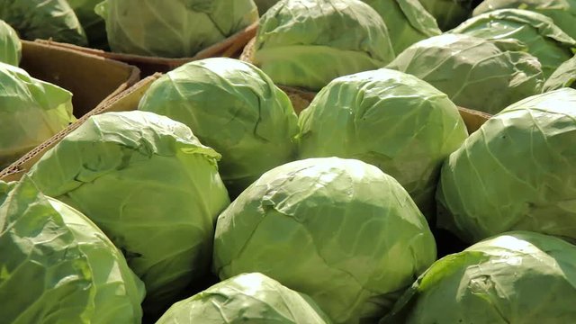 cabbage in the market