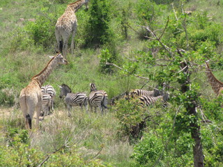 Afrika Tiere Natur