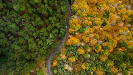 Drone top view over turn road bend in countryside autumn pine forest.
