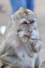 macaque monkey putting food into mouth