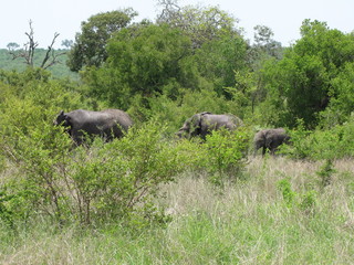 Afrika Tiere Natur