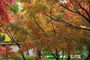 白壁に映る秋の紅葉