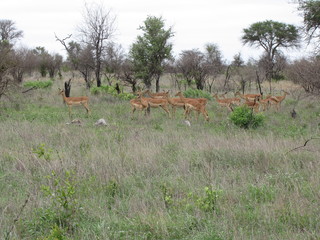 Afrika Tiere Natur