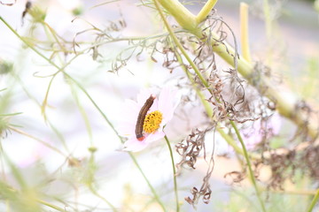 花と幼虫