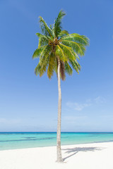One coconut palm tree on the shore of a white sandy beach. 